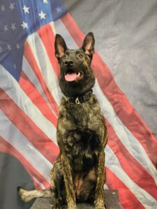 Rescue Dogs For Heroes, Non-Profit, Dog Rescue, Heroes, Hero, Veteran, First Responder, Military, Service Member