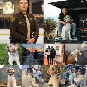 Rescue Dogs For Heroes, Non-Profit, Dog Rescue, Heroes, Hero, Veteran, First Responder, Military, Service Member